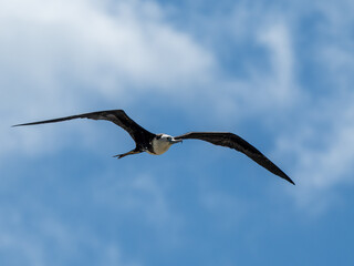 Fregatvogel