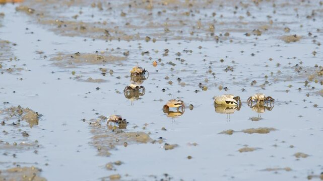 Fiddler Crabs walking on sandy beach and eating. Group of Ghost crabs across a muddy wetland area during low tide in Thailand