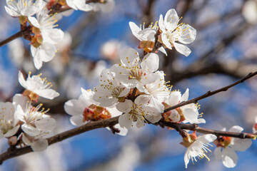 White flowers of the apricot tree. Spring flowering branches in the garden tree