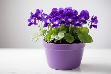 purple pot with purple flowers on a white table