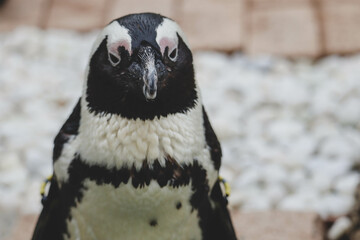 Naklejka premium Portrait of penguin in the zoo