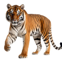 Obraz premium Majestic Full-Body Tiger Portrait with Striking Stripes, Piercing Yellow Eyes, Powerful Stance, Detailed Fur, High Contrast, Studio Lighting, White Background, Realistic 4K Wildlife PNG