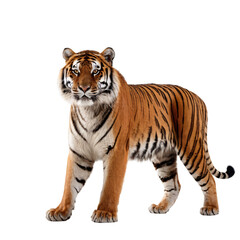 Obraz premium Majestic Full-Body Tiger Portrait with Striking Stripes, Piercing Yellow Eyes, Powerful Stance, Detailed Fur, High Contrast, Studio Lighting, White Background, Realistic 4K Wildlife PNG