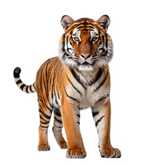 Obraz premium Majestic Full-Body Tiger Portrait with Striking Stripes, Piercing Yellow Eyes, Powerful Stance, Detailed Fur, High Contrast, Studio Lighting, White Background, Realistic 4K Wildlife PNG