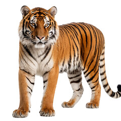 Naklejka premium Majestic Full-Body Tiger Portrait with Striking Stripes, Piercing Yellow Eyes, Powerful Stance, Detailed Fur, High Contrast, Studio Lighting, White Background, Realistic 4K Wildlife PNG