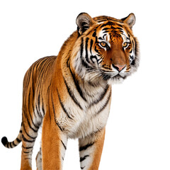 Obraz premium Majestic Full-Body Tiger Portrait with Striking Stripes, Piercing Yellow Eyes, Powerful Stance, Detailed Fur, High Contrast, Studio Lighting, White Background, Realistic 4K Wildlife PNG