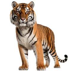 Naklejka premium Majestic Full-Body Tiger Portrait with Striking Stripes, Piercing Yellow Eyes, Powerful Stance, Detailed Fur, High Contrast, Studio Lighting, White Background, Realistic 4K Wildlife PNG