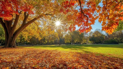 Scenic view of colorful maple trees in Melbourne's autumn park, vivid leaves glowing in daylight