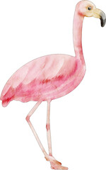 watercolor flamingo