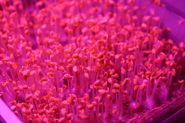 Obraz premium Microgreens under special ultraviolet light that stimulates the growth and development of plants in urban farming.