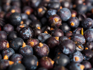 Bright juniper berries, create a calm and attractive natural background.