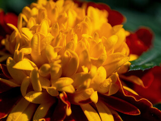 Obraz premium Macro photography of bright colors filled with rich shades that emphasize their beauty and the unique texture of the petals.