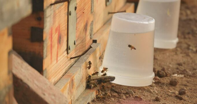 Bees collecting honey in spring beehive