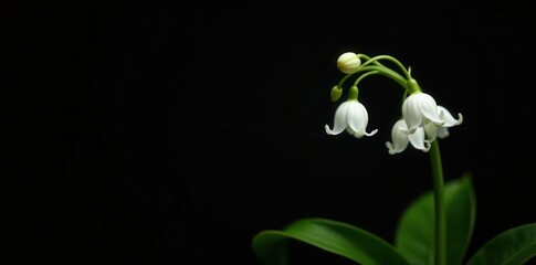 Single lily of the valley sprig, pure white, against black backdrop , blossom, spring, detail