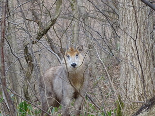 森の中のニホンカモシカ