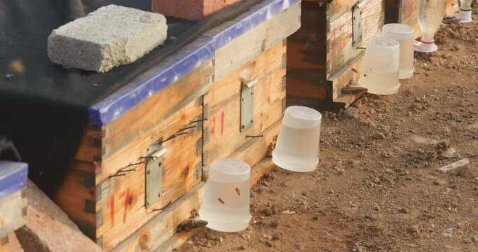Bees collecting honey in spring beehive