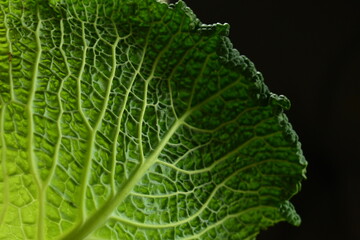 macro of savoy cabbage