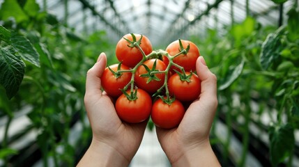Hands holding a handful of fresh tomatoes, greenhouse plants stretching in the background.