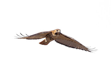 Red-tailed Hawk Floats Across The Sky