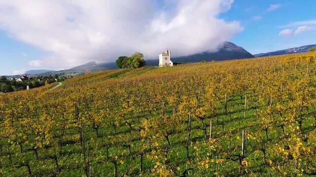 Golden vineyards in Switzerland during spring with a small castle and mountains in the background. A scenic landscape capturing the beauty of winemaking and nature. High quality FullHD footage