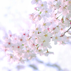 Beautiful cherry blossoms in Japan,sakura　さくらの花