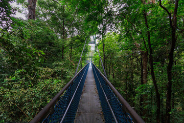 Fototapeta premium TreeTop Walk with suspension bridge and rainforest panorama in MacRitchie Reservoir in Central Catchment Nature Reserve, Singapore