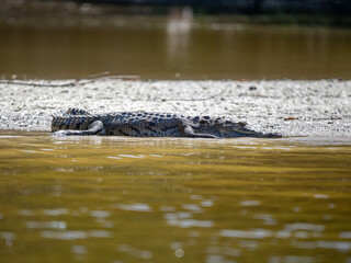 Krokodil