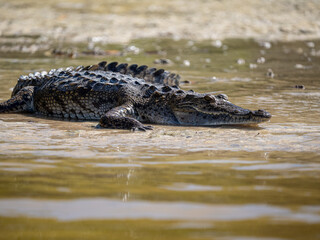 Krokodil