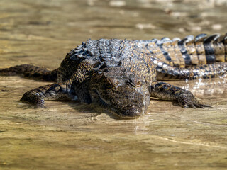 Krokodil