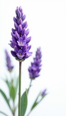 Fototapeta premium Delicate lavender blooms, vibrant purple hues against pure white , serene, lavender