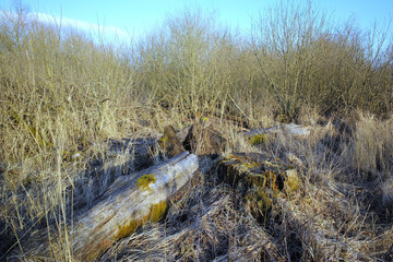 Outdoor, ecosystem and growth with plants, environment and log with bark. Moss, empty and landscape with blue sky, dry and arid with season, climate change and ecology with sunshine and natural