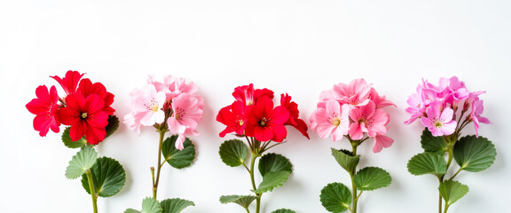 Obraz premium five geranium blossoms in pink and red shades