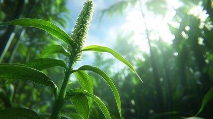 Obraz premium Close up of a dew covered plant with a tall, slender flower stalk in a lush green tropical forest setting. Bright sunlight filters through the dense foliage creating a vibrant, sunlit scene.