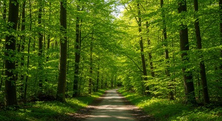 Obraz premium Sunlit Path Through Lush Green Forest. AI Generated