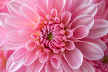 Fototapeta premium Delicate Pink Flower Close-Up