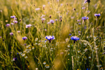Close-Up of Summer Wildflowers in a Meadow