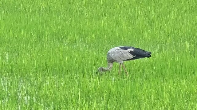 Bird of anastomus oscitans in rice field