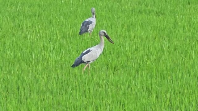 Bird openbill in the grassland