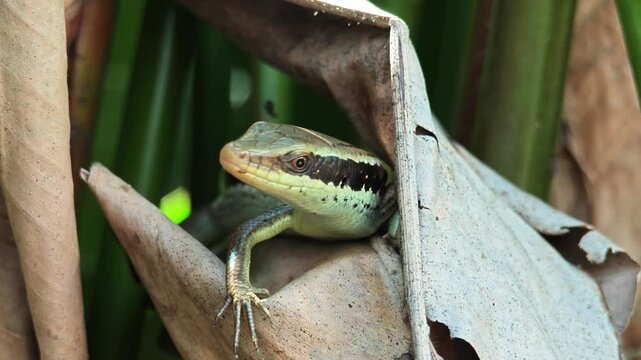 Eutropis longicaudata in the bushes