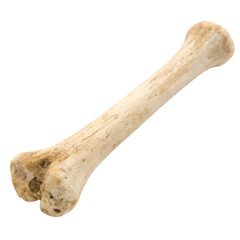 A bone isolated on transparent background