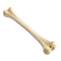 A bone isolated on transparent background