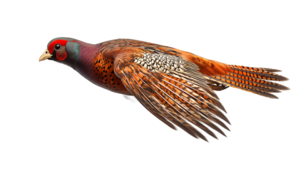 Colorful bird flies gracefully in side view against a clear background during daylight hours