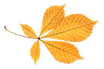 Yellow  leaf