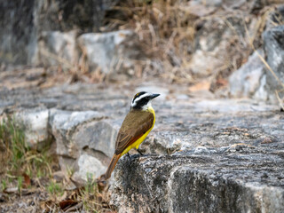 Schwefelmaskentyrann