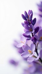 Obraz premium Delicate lavender blooms, vibrant purple hues against pure white , summer, high resolution, background