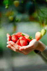 Obraz premium 宮城県でイチゴ狩り