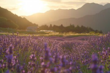 Obraz premium Lavender Fields at Sunset