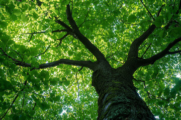 Fototapeta premium Majestic Tree Canopy Perspective