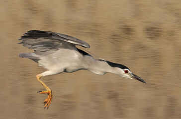 Black-crowned Night Heron diving at Buhair lake, Bahrain