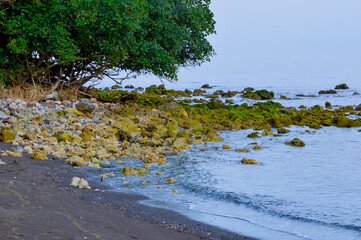 A peaceful tropical coastline featuring black sand, moss-covered rocks, and overhanging green trees, with gentle ocean waves creating a scenic natural view.